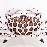 5369_Crabs_top_-_white