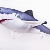 5374_Shark_1