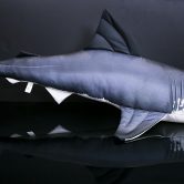 5375_Shark_2