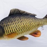 6960_common_carp