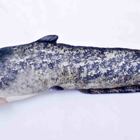 СОМООБРАЗНЫЕ, 200 см